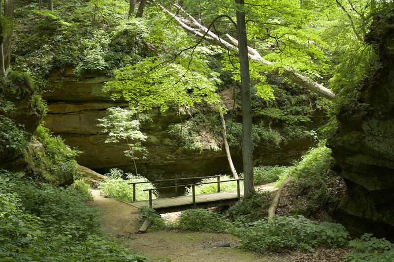 Light shines through the forest canopy in the punch bowl.