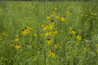Wildflowers bloom along the trail throughout Discovery Park.