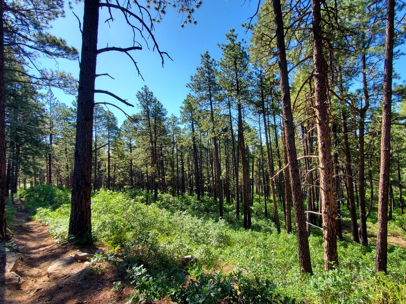 Ponderosa trees on the Dry Fork Trail.