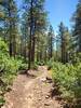 Typical trail surface on this section of Logcutes #2.