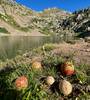 Wild mushrooms at Pitkin Lake