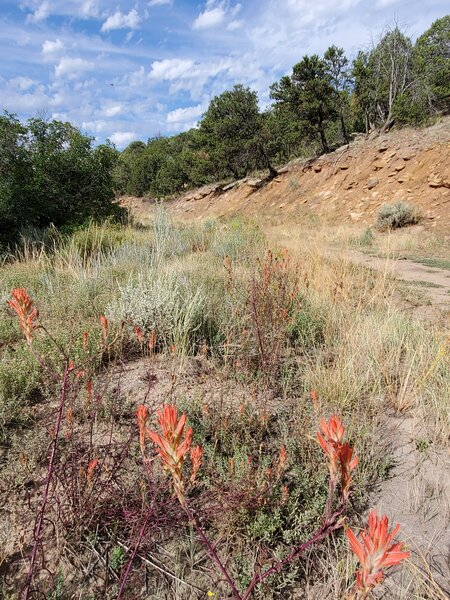 Indian Paintbrush next to Horse Gulch Road.