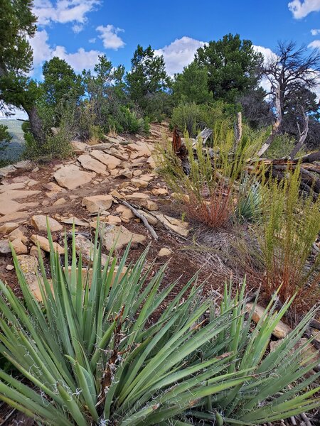 Rock plates, rusty honecombed rocks and prickly plants along the ridge.