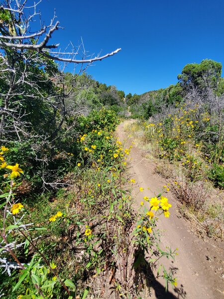 Lots of early September flowers along Dirt Lover.