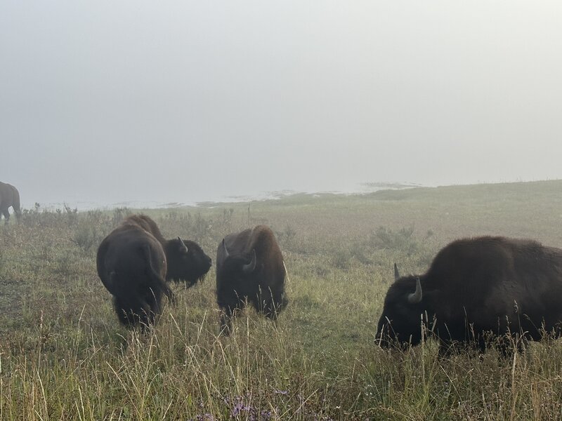 Come early to Hayden Valley to dodge the crowds and get great views of the Bison herd.