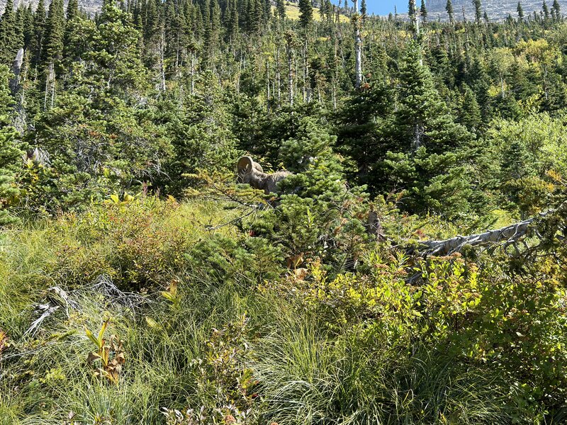 You'll on occasion sure the Highline Trail with the local Rams.