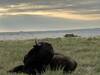 Bison frequent the Sage Creek area.