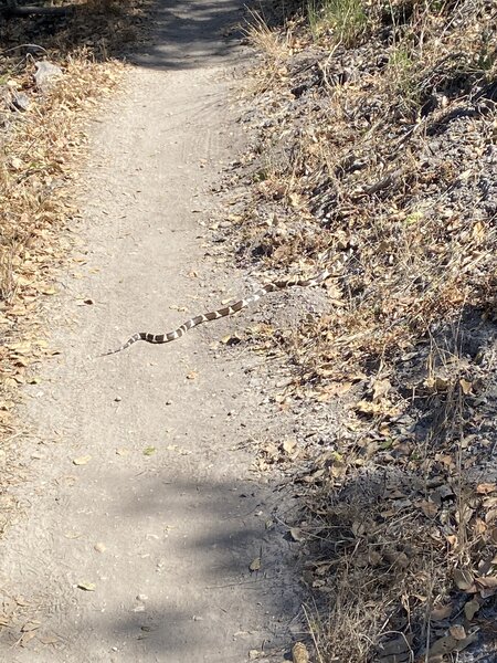 California King Snake crossing Upper James Way Trail.