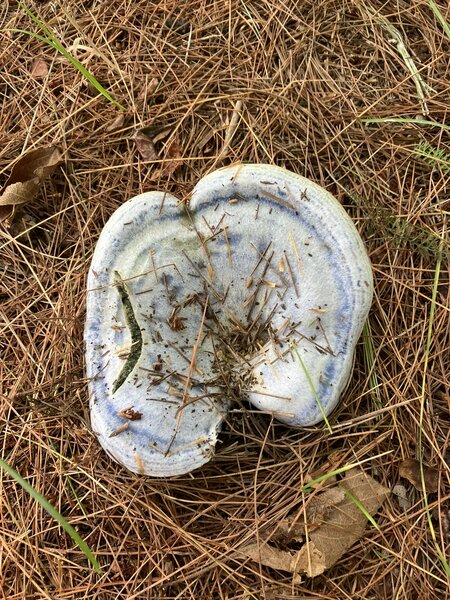 Indigo Milky Cap (Lactarius sp.)