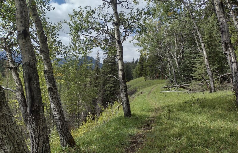 The pretty grass and trees of a ridge that Glacier Pass Trail runs along in the remote northern Rockies wilderness.  Deer Creek is on the left, below and out of sight.