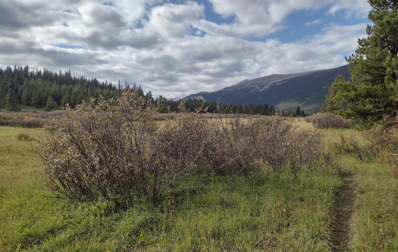 A typical grassy and willow populated meadow with surrounding forest and mountains, in the northern Rockies in September.