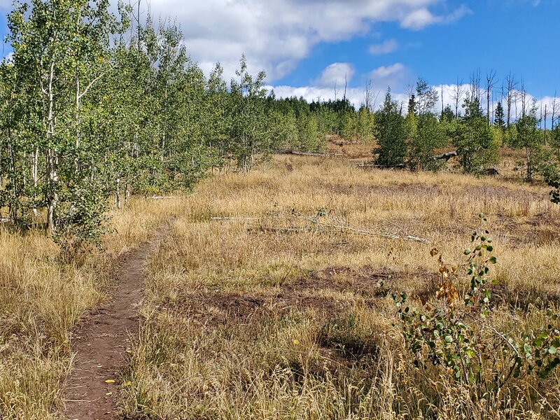 Scattered open meadows along the ridge.