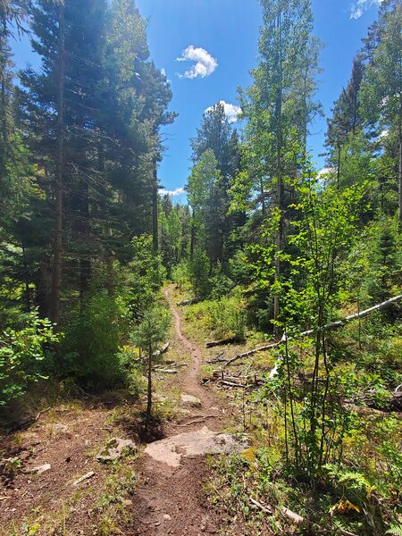 Finally easy going on the Red Creek Trail.