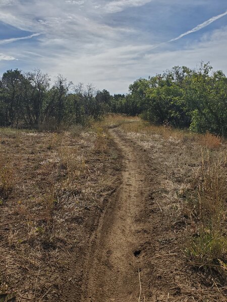 Typical trail conditions on Rail Spike, entering some scrub oak.
