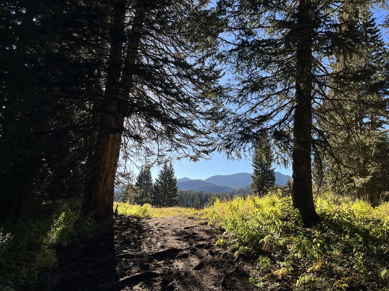 Trail about to pop out of the forest.