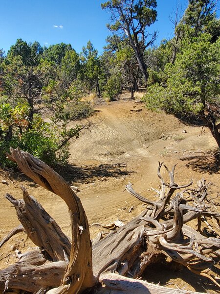 Trail passes through a small ravine on American Dream.