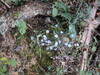 Some lovely chickweed, which frankly, deserves a better name.