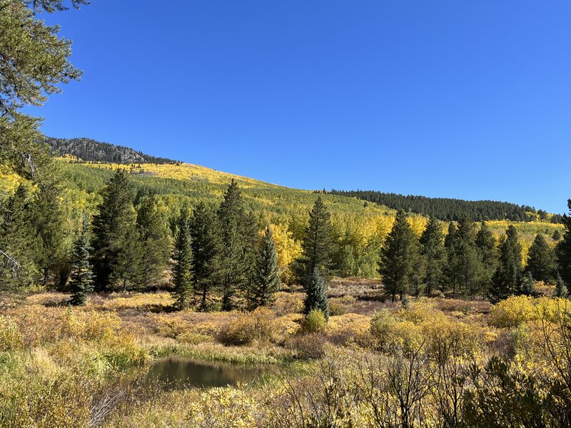 Fall color on the Beaver-McIntyre Trail.