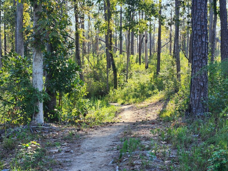 Longleaf Pine Trail