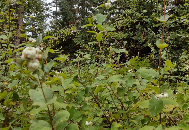 Snowberry. A common bush in northern Idaho, with its striking white berries in autumn.