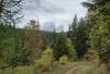 The trail winds through the dark green conifers as the leaves turn bright yellow, in the fall on Rathdrum Mountain.