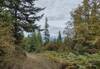 Distant mountains seen through rare breaks in the trees.