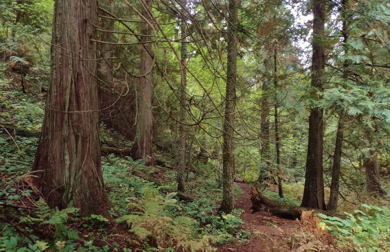 Deep, moist valley of Spring Creek, with dense vegetation including a lot of ferns and impressive, big western red cedars.