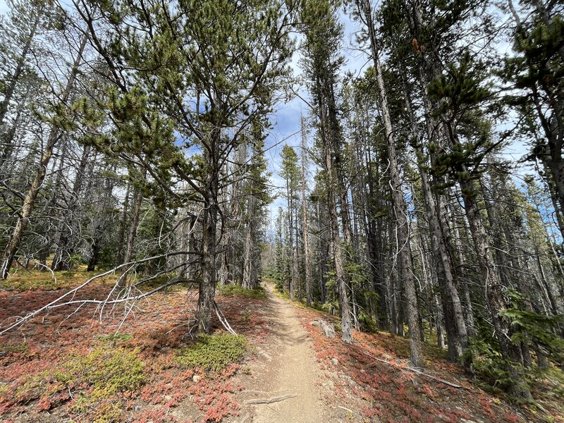 Heading north on the Baldy Lake Trail.