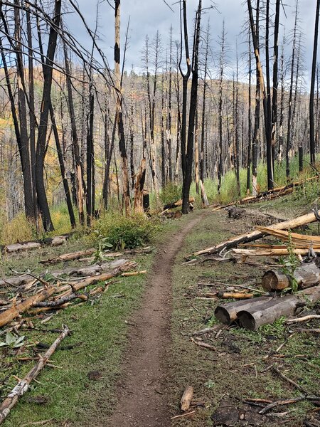 Severely burned area on the Hermosa Creek Trail.