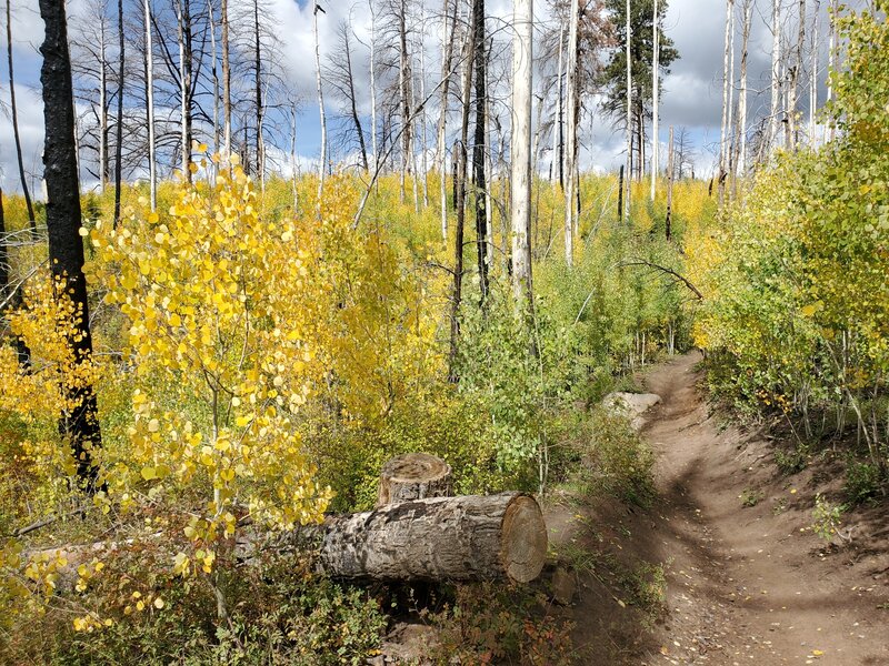 Aspens just starting to turn.