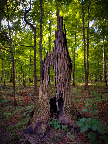 Lightning struck tree - Schneck Trail, Beall Woods State Park.