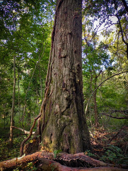 Vining tree - Schneck Trail, Beall Woods State Park