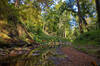 Creek bed - Schneck Trail, Beall Woods State Park