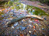 Drifted wood, creek bed