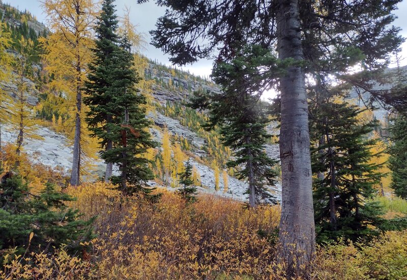 Bright yellow larch in early October, adorn the talus slopes bordering the first lake.