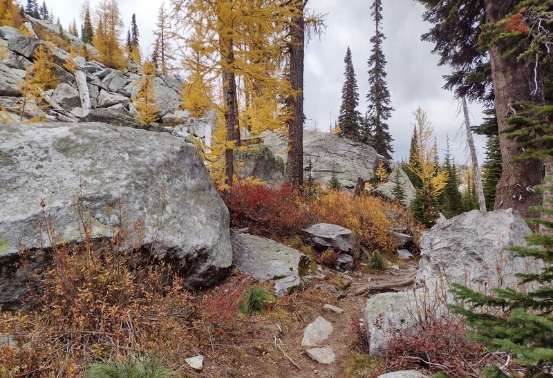 A talus slope dotted with hardy larch trees in their bright yellow autumn colors, as the trail climbs higher.