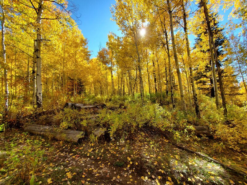 Aspens at their peak color.