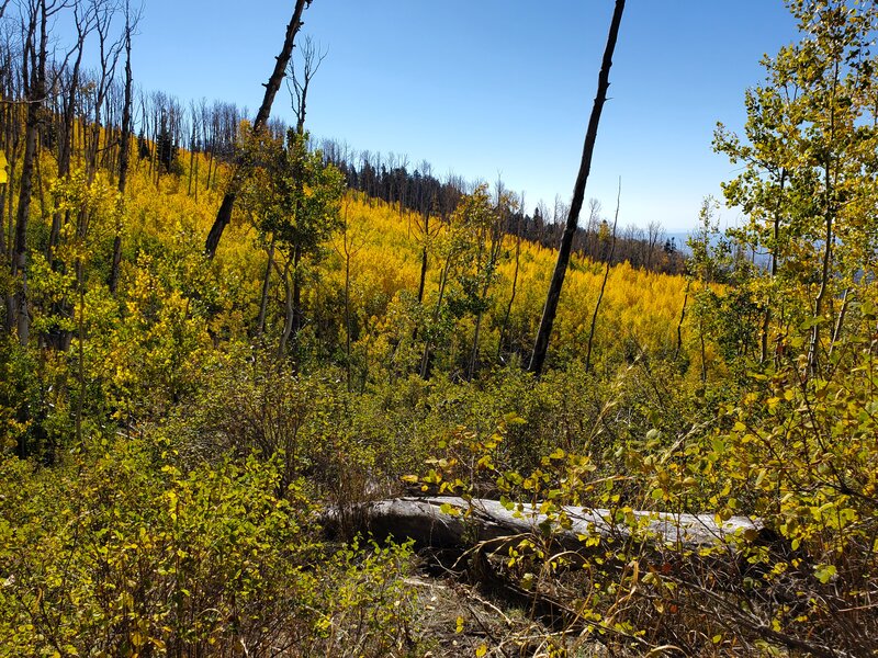 Looking east from Mud Springs Trail.