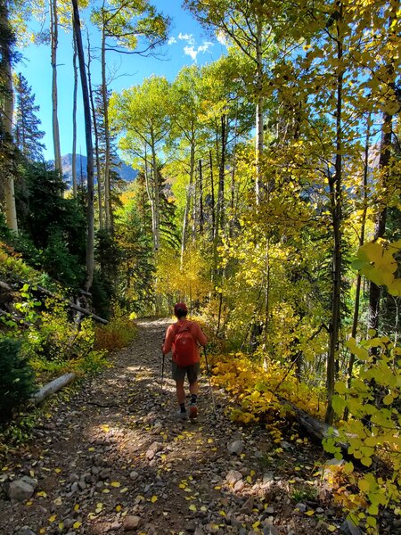 Brilliant aspens along the Neptune OHV Trail.