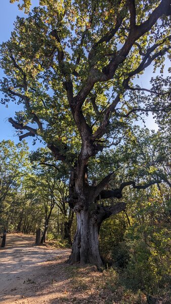Vedas oak tree