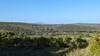 Cevennes as seen from Castellas Roman Site Loop