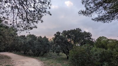 Montmaur Woods