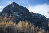 Storm mountain behind larches.