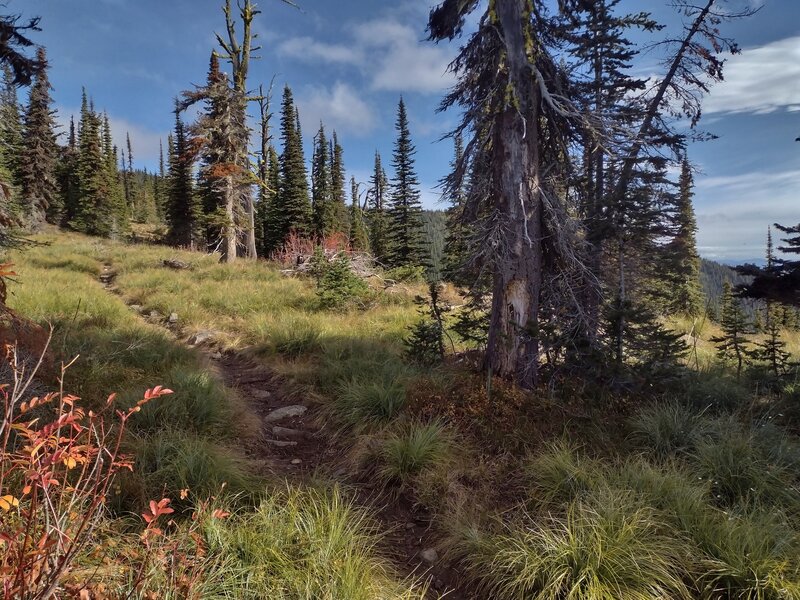 A pretty meadow with some autumn color, on the ridge top, along the Pend Oreille Divide Trail.