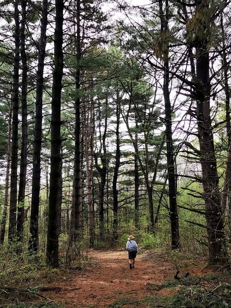 On the Pine Loop Trail.