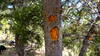 The trail marker carved into trees along the path.