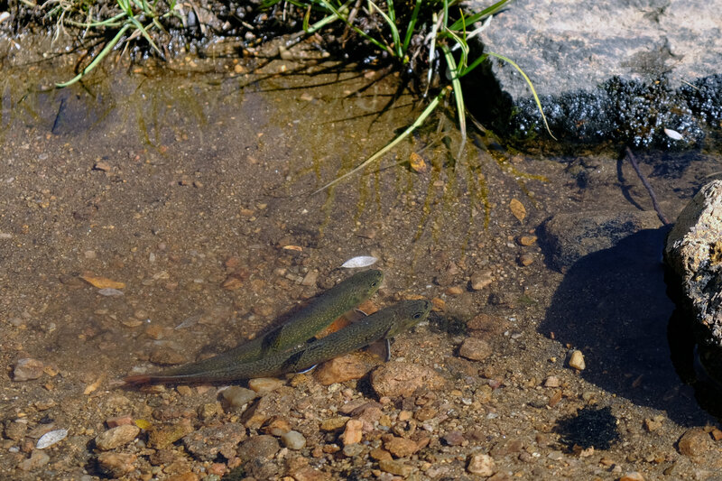 Baby trout in streams along the path through the meadow.