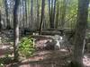 The foundations of an old home site sit on the right hand side of the trail as you enter the woods.