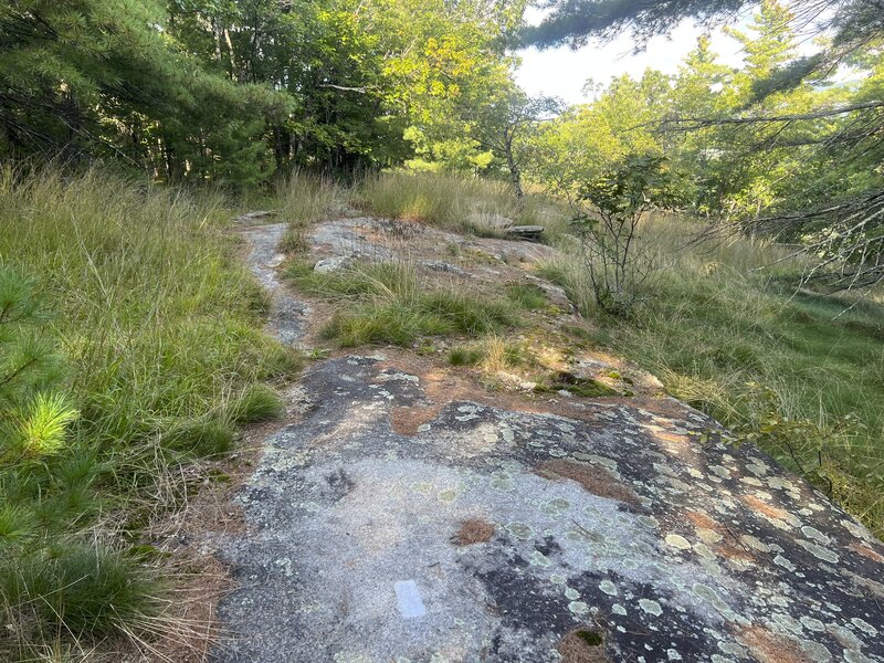 At the summit, the blazes are on the rocks on the ground leading to the summit.