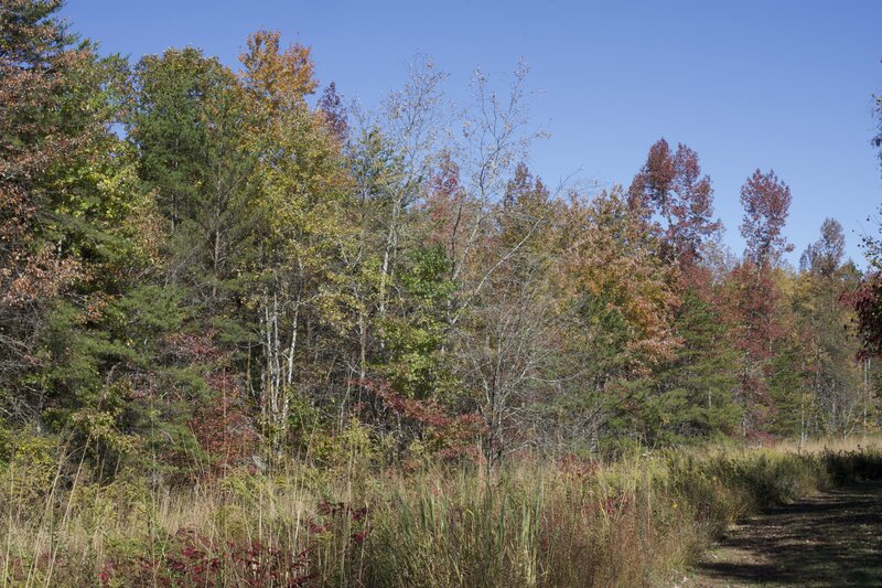 The trees along the trail showcase beautiful colors in the fall.